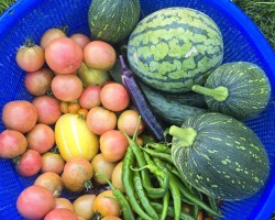 밭에서 수확한 유기농 무공해 야채