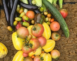 밭에서 수확하는 유기농 야채들